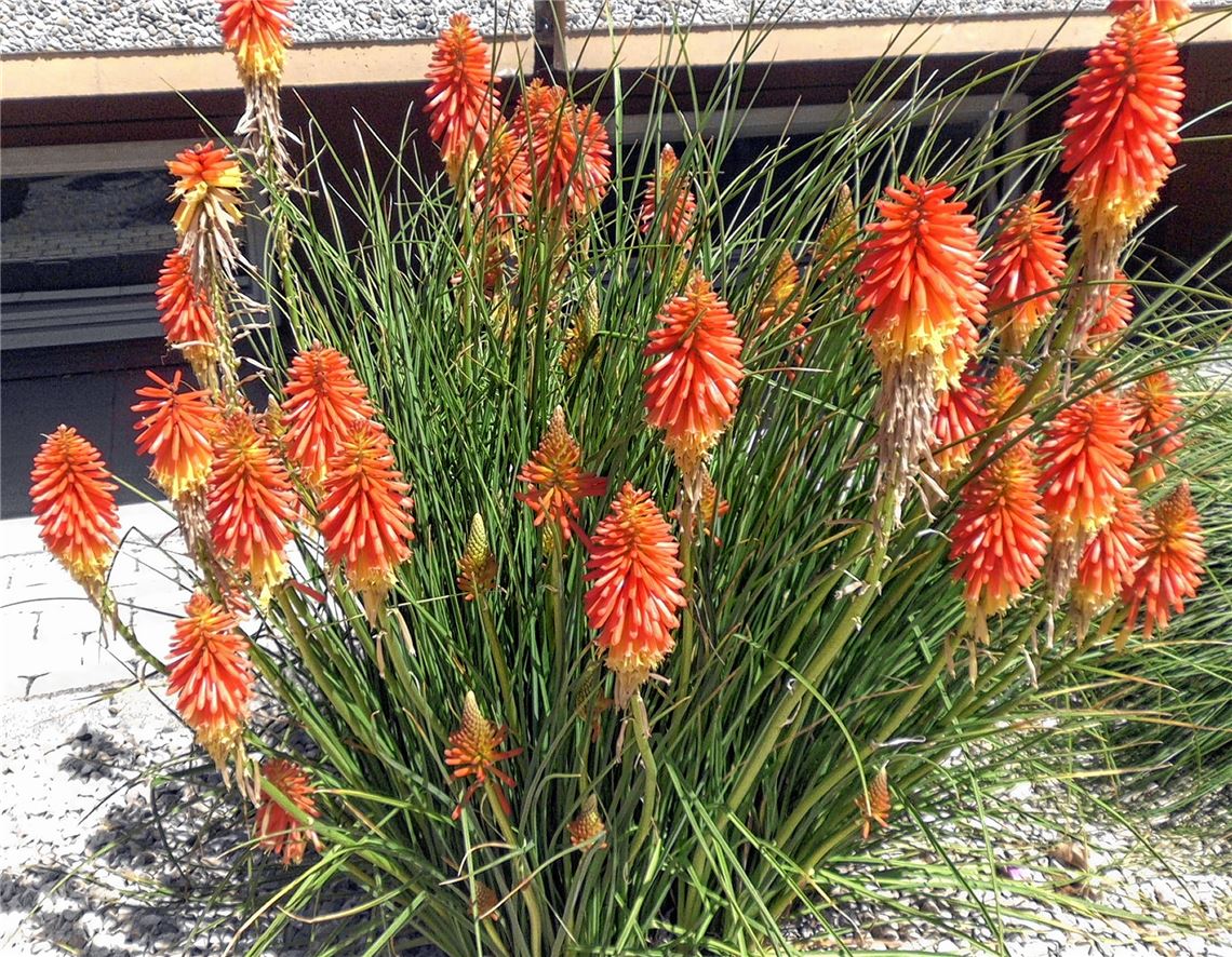 Blumengruß für alle, die heute Geburtstag haben, von Erika Kröner aus Lienzingen.