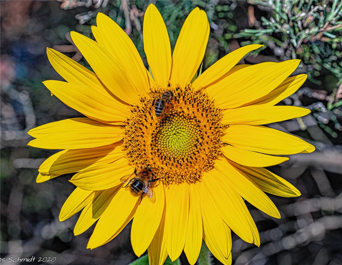 Blumengruß für alle, die heute Geburtstag haben, von Hans Schmidt, Leipzig.