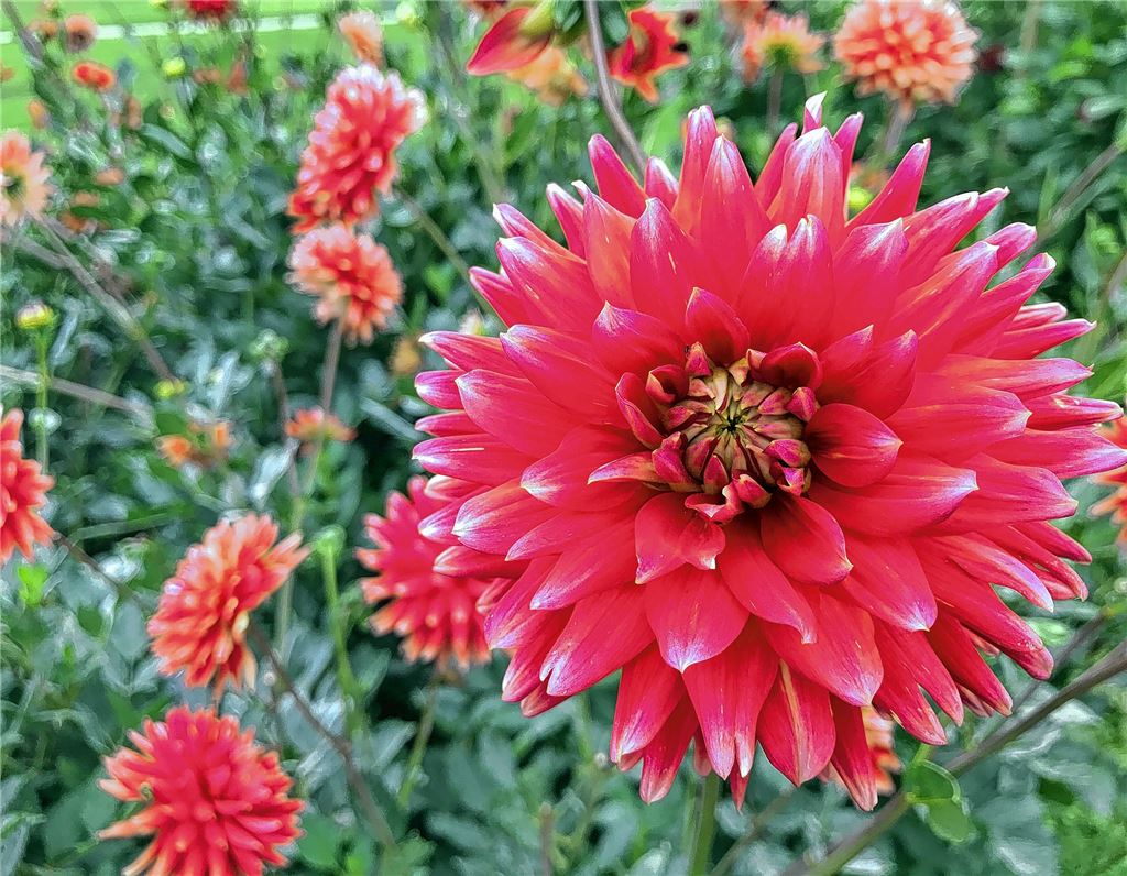 Blumengruß für alle, die heute Geburtstag haben, von Heide Roller.