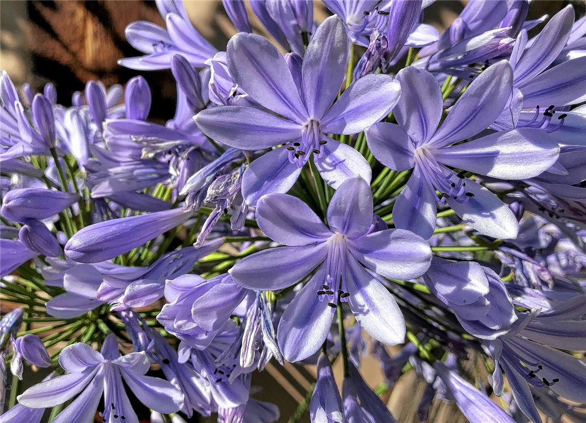 Blumengruß für alle, die heute Geburtstag haben, von Heike Blaich aus Mühlhausen.