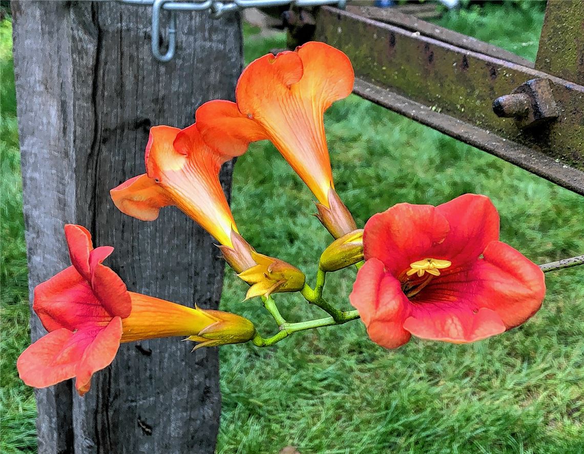 Blumengruß für alle, die heute Geburtstag haben, von Heike Blaich, Mühlhausen.