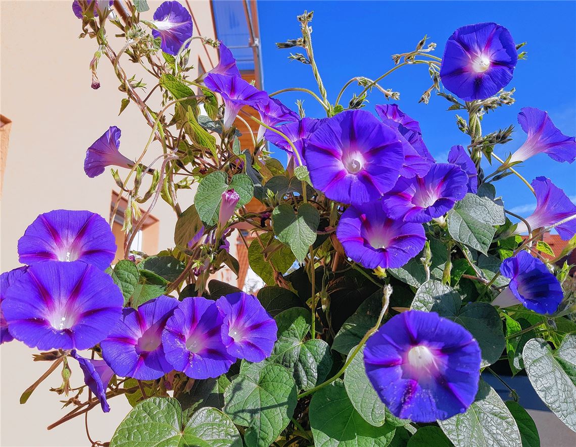 Blumengruß für alle, die heute Geburtstag haben, von Hilke Pelz, Sternenfels.