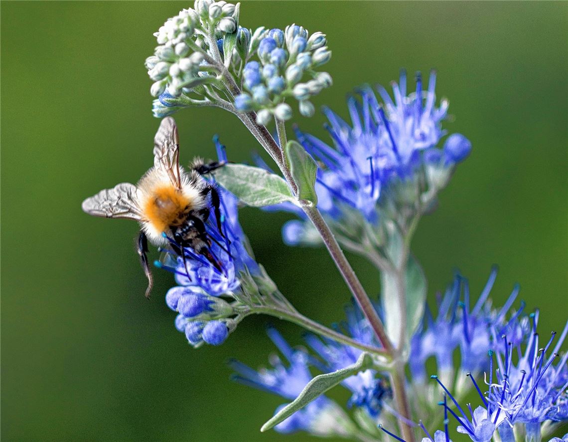 Blumengruß für alle, die heute Geburtstag haben, von Karin Baier, Niefern-Öschelbronn.