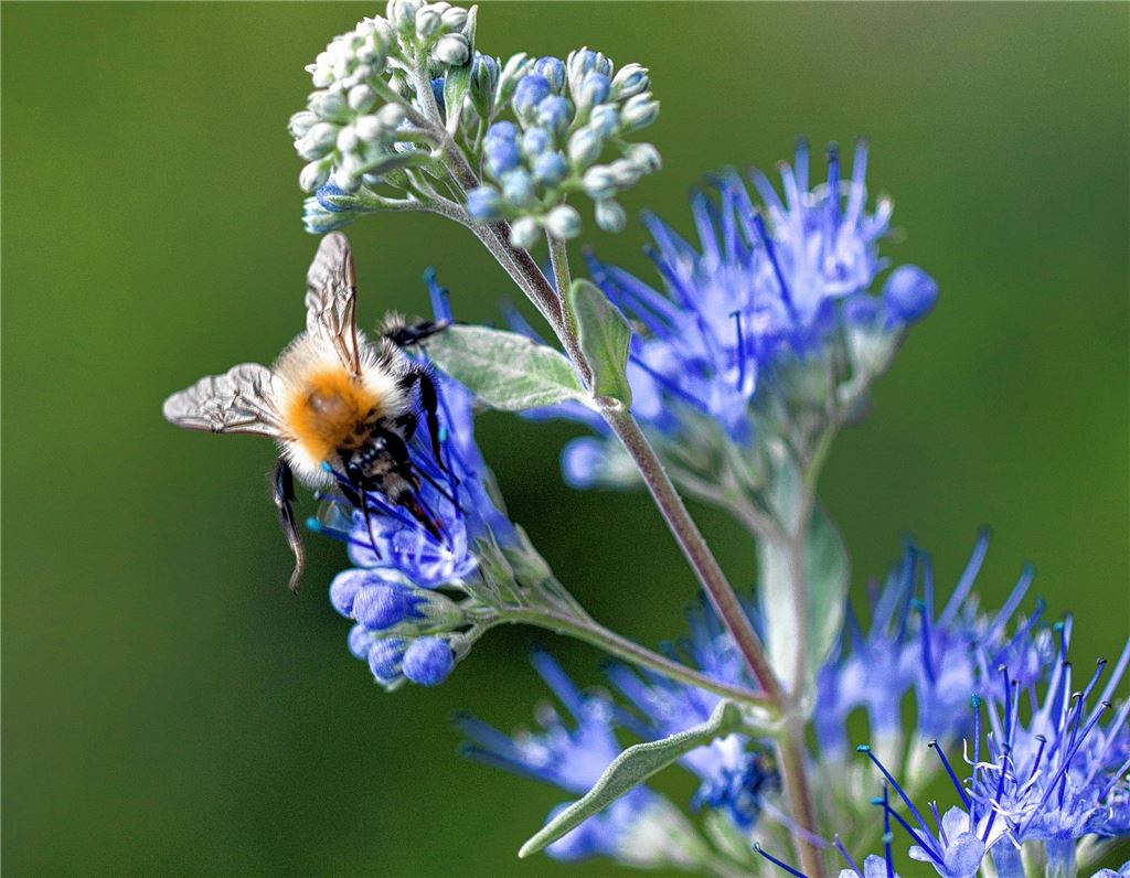 Blumengruß für alle, die heute Geburtstag haben, von Karin Baier, Niefern-Öschelbronn.
