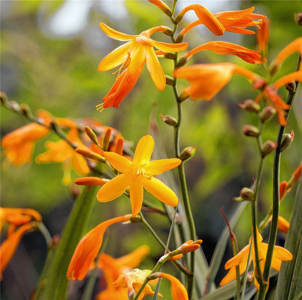 Blumengruß für alle, die heute Geburtstag haben, von Karin Baier, Niefern-Öschelbronn.