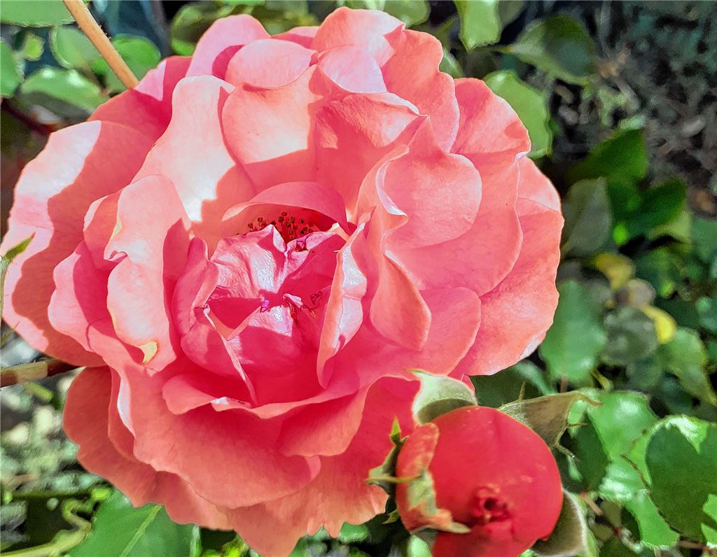 Blumengruß für alle, die heute Geburtstag haben, von Margot Beuchle.