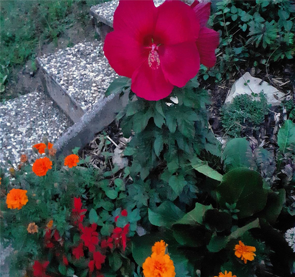 Blumengruß für alle, die heute Geburtstag haben, von Margot Beuchle.