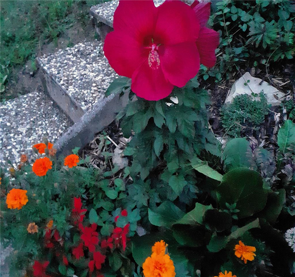 Blumengruß für alle, die heute Geburtstag haben, von Margot Beuchle.