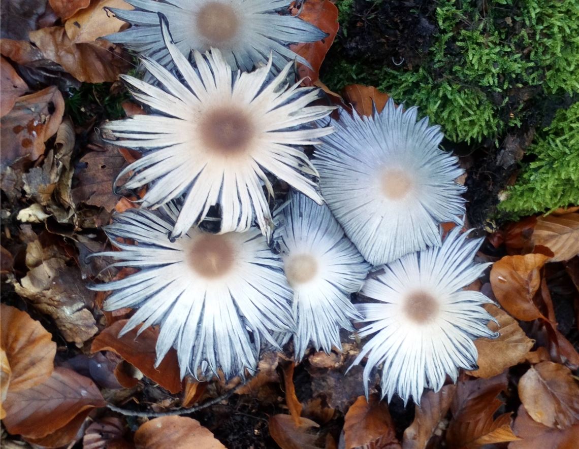 Blumengruß für alle, die heute Geburtstag haben, von Petra Mamat aus Ötisheim.