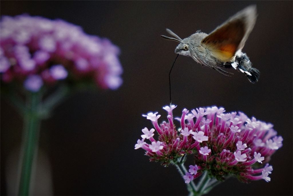Blumengruß für alle, die heute Geburtstag haben, von Rudi Thalhäuser.