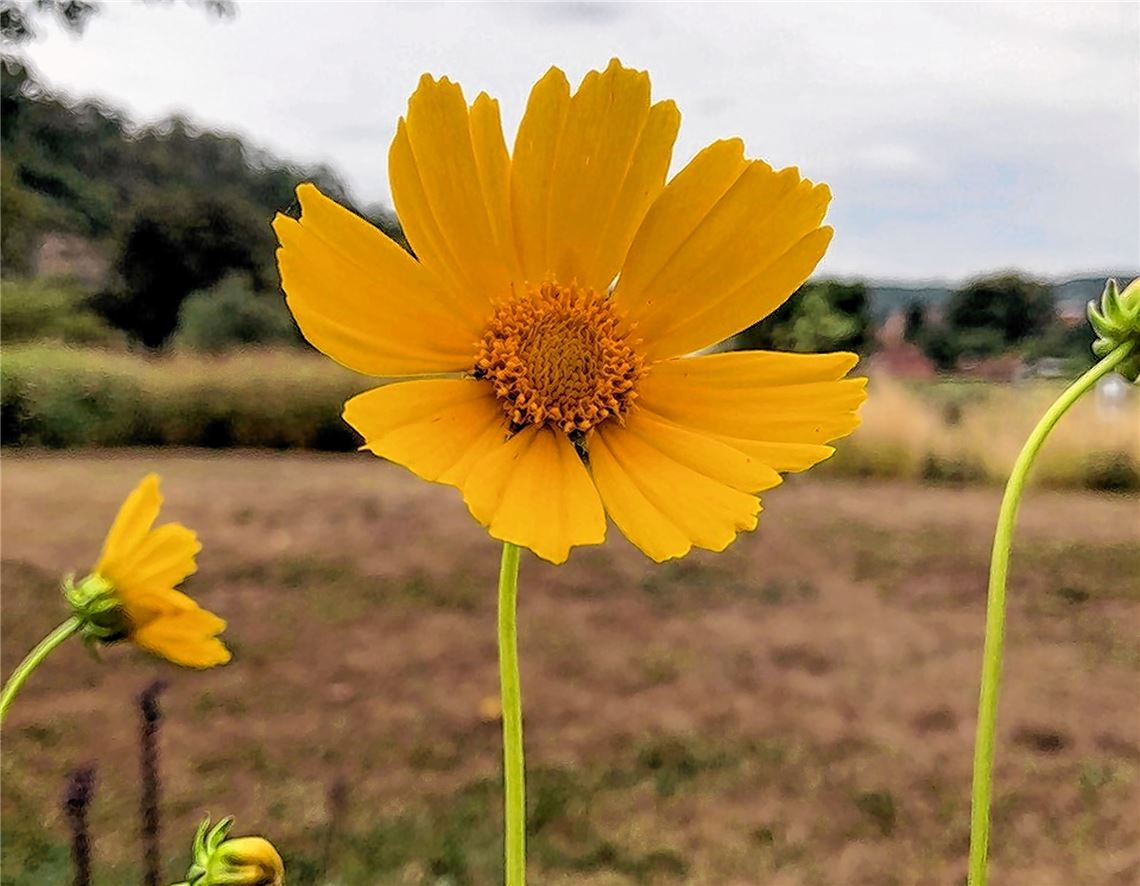 Blumengruß für alle, die heute Geburtstag haben, von Sven Czmal.