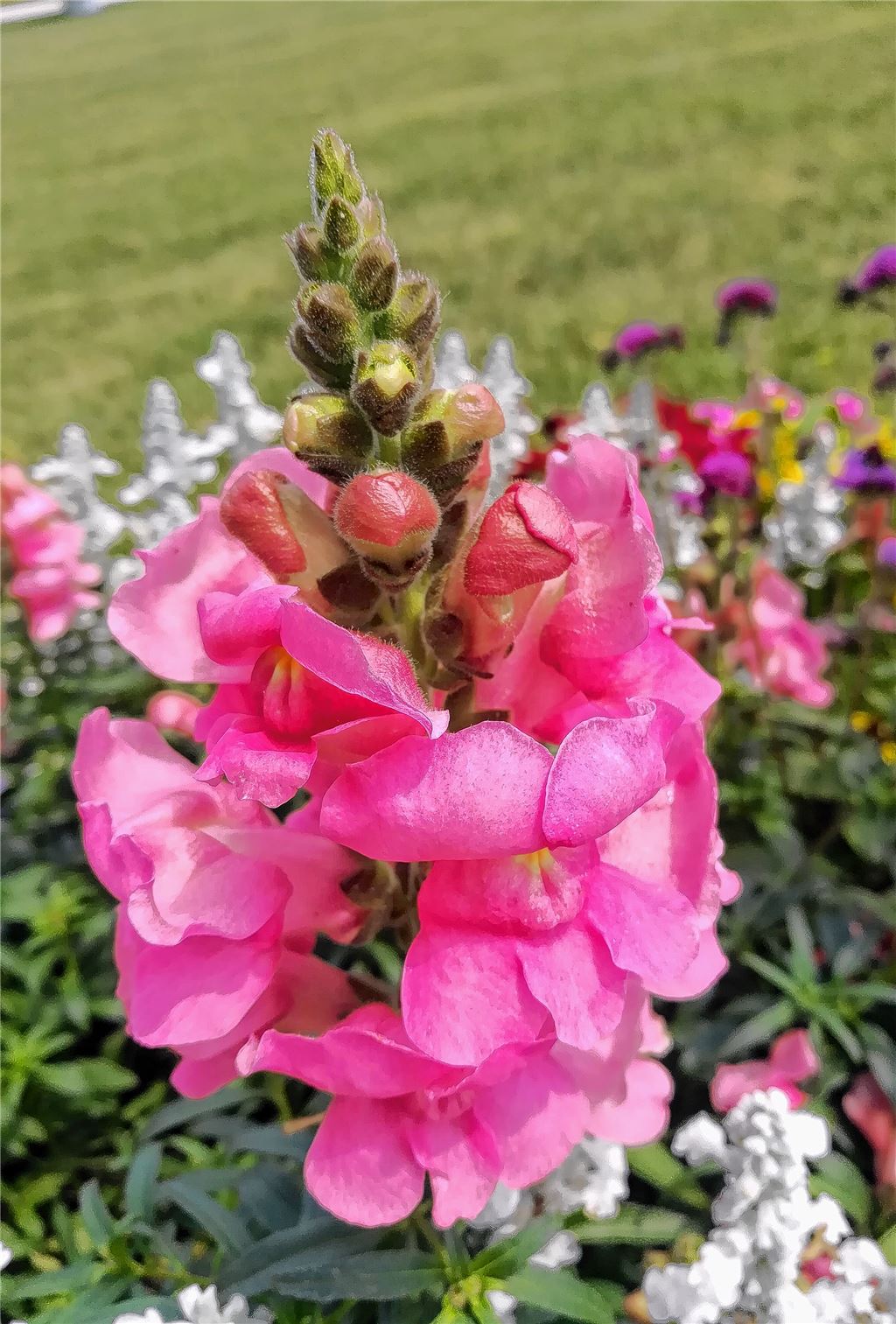 Blumengruß für alle, die heute Geburtstag haben, von Ursula Rümmelin.