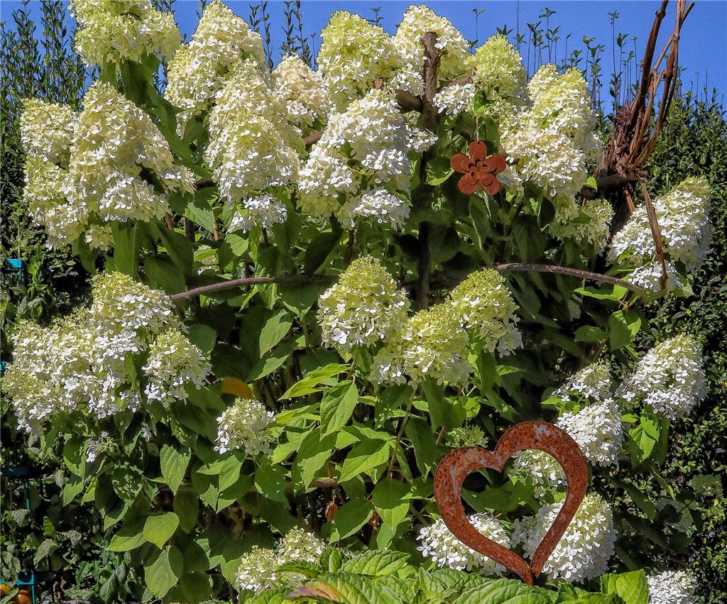 Blumengruß für alle, die heute Geburtstag haben, von Ute-Christine Hill, Maulbronn.