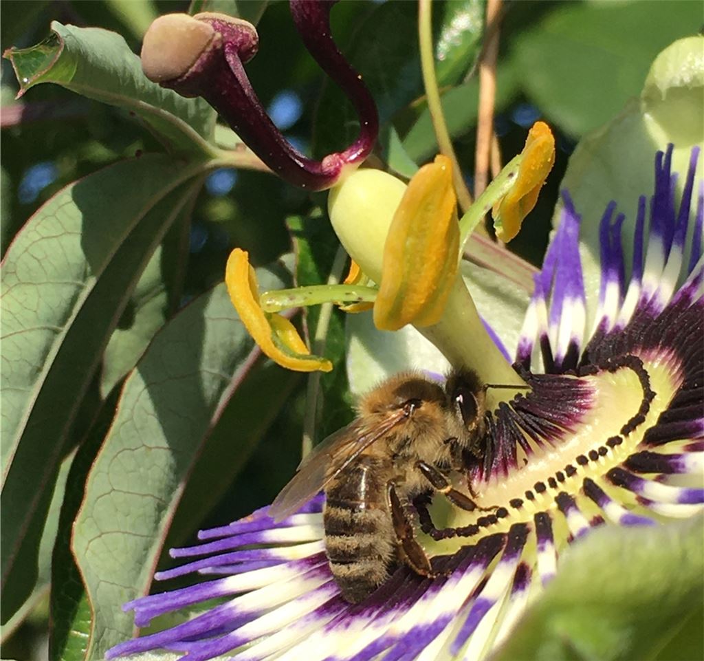 Blumengruß für alle, die heute Geburtstag haben, von Verena Pufal.