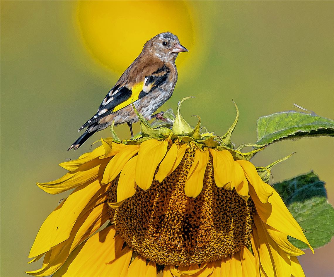 Blumengruß für alle, die heute Geburtstag haben, von Walter Grzesko.
