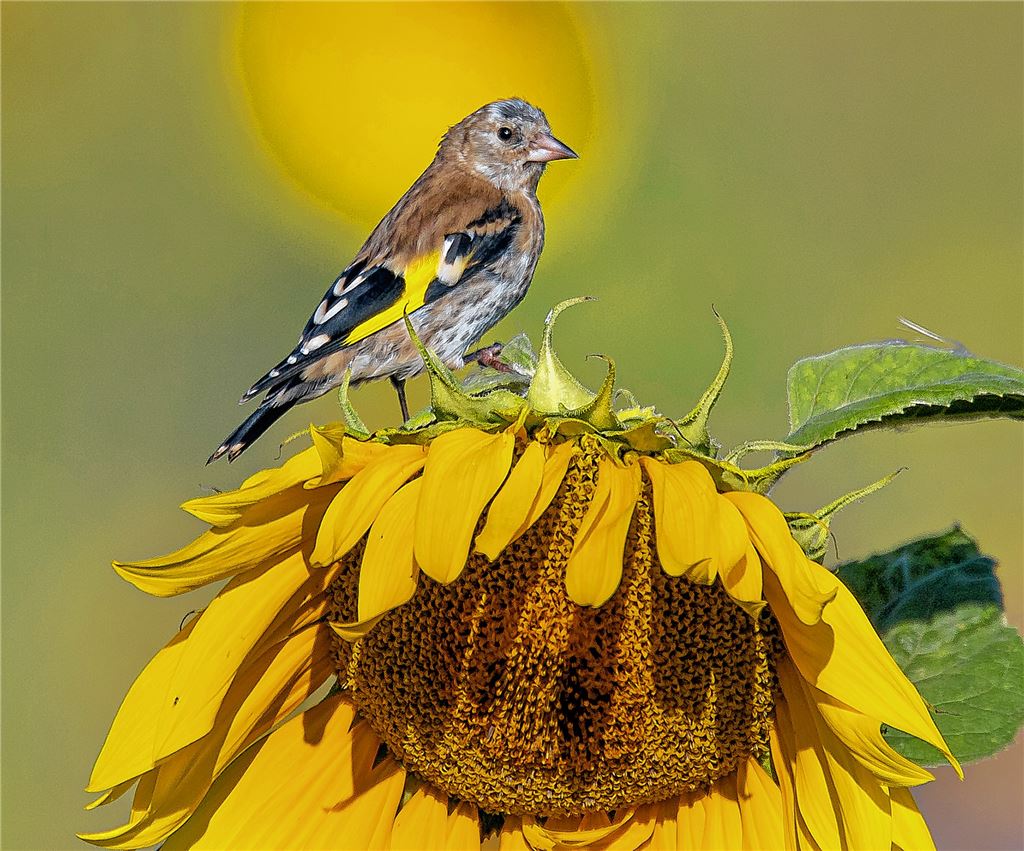 Blumengruß für alle, die heute Geburtstag haben, von Walter Grzesko.
