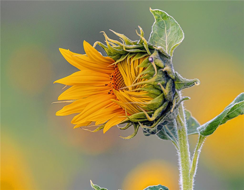 Blumengruß für alle, die heute Geburtstag haben, von Walter Grzesko.