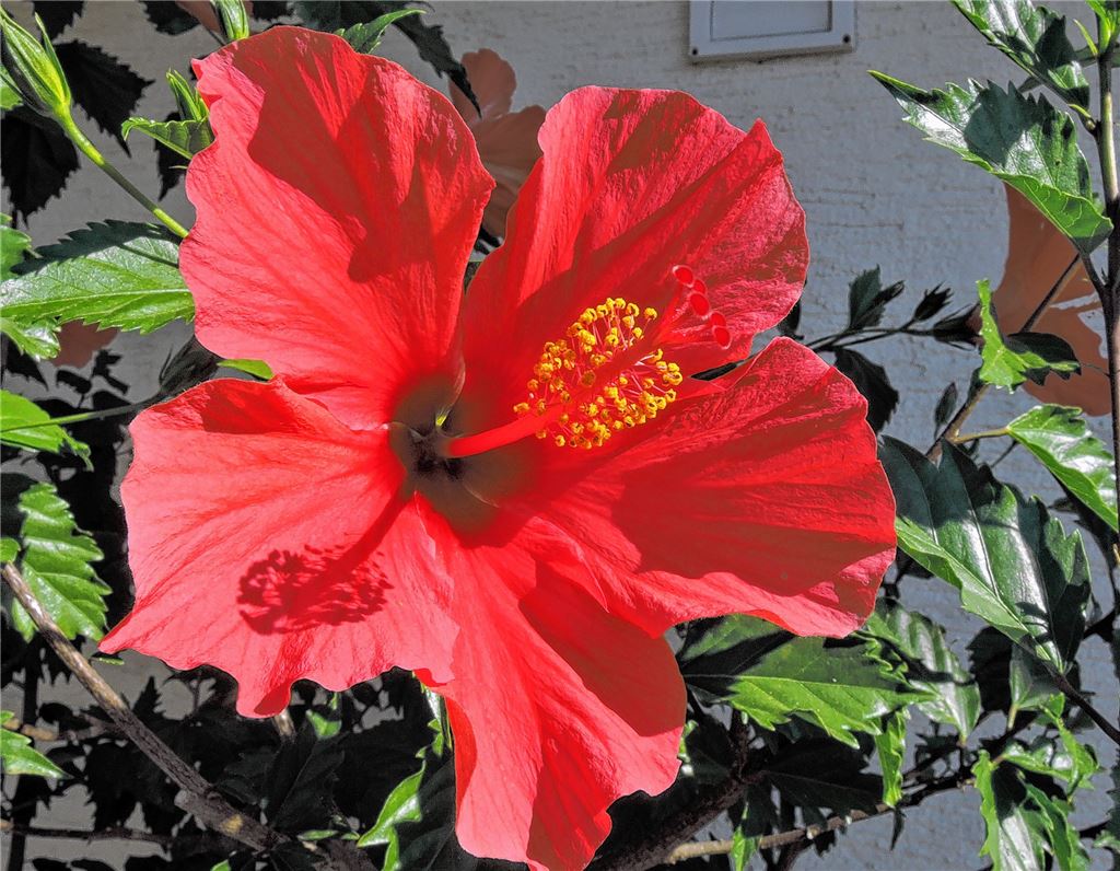 Blumengruß für alle, die heute Geburtstag haben, von Willi Kraut, Illingen.