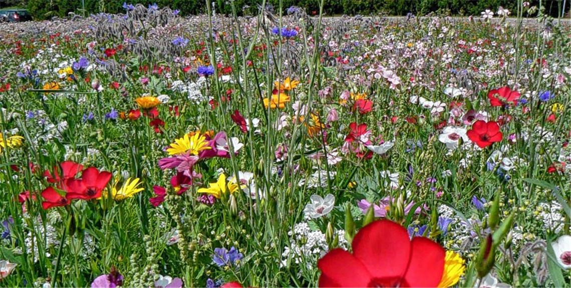 Blumige Aussichten: Wie hier am Ortsrand von Straubenhardt-Schwann sollen künftig vielerorts bunte Blühmischungen die Gemeinden und die Landschaft optisch bereichern und gleichzeitig die Lebensgrundlage vieler Insekten verbessern.