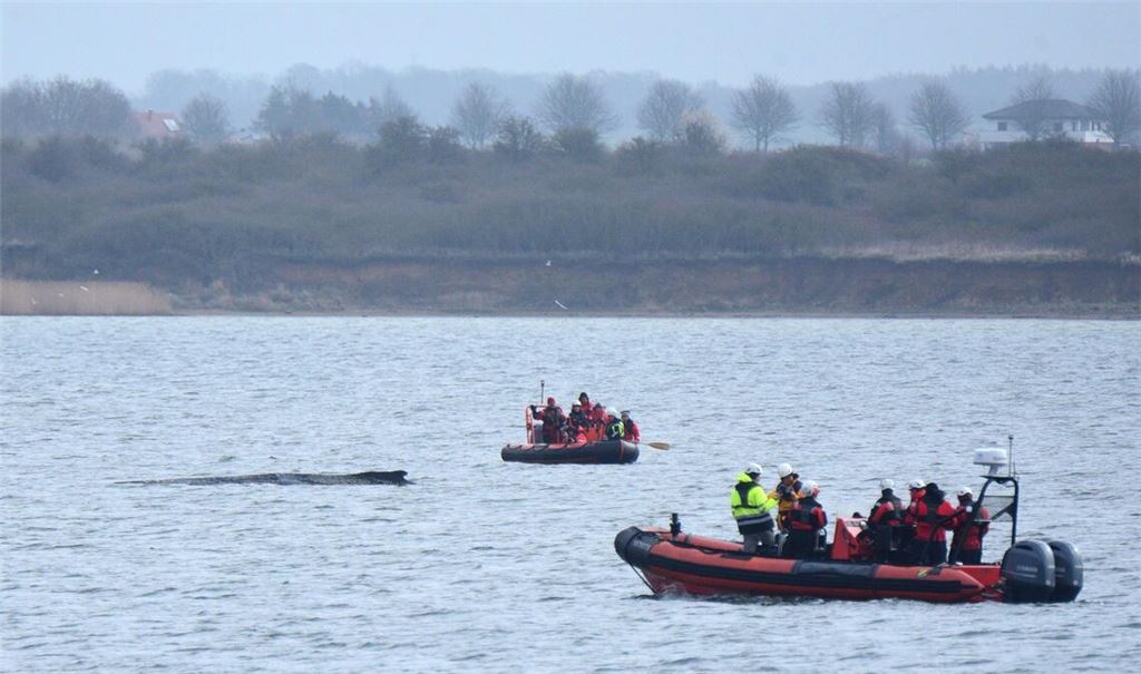 Boote von Greenpeace fahren an einem in der Ostsee liegenden Wal entlang.