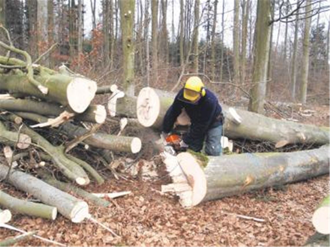 Brennholz  ein begehrtes und manchmal hart umkämpftes Heizmaterial. Foto: Franz