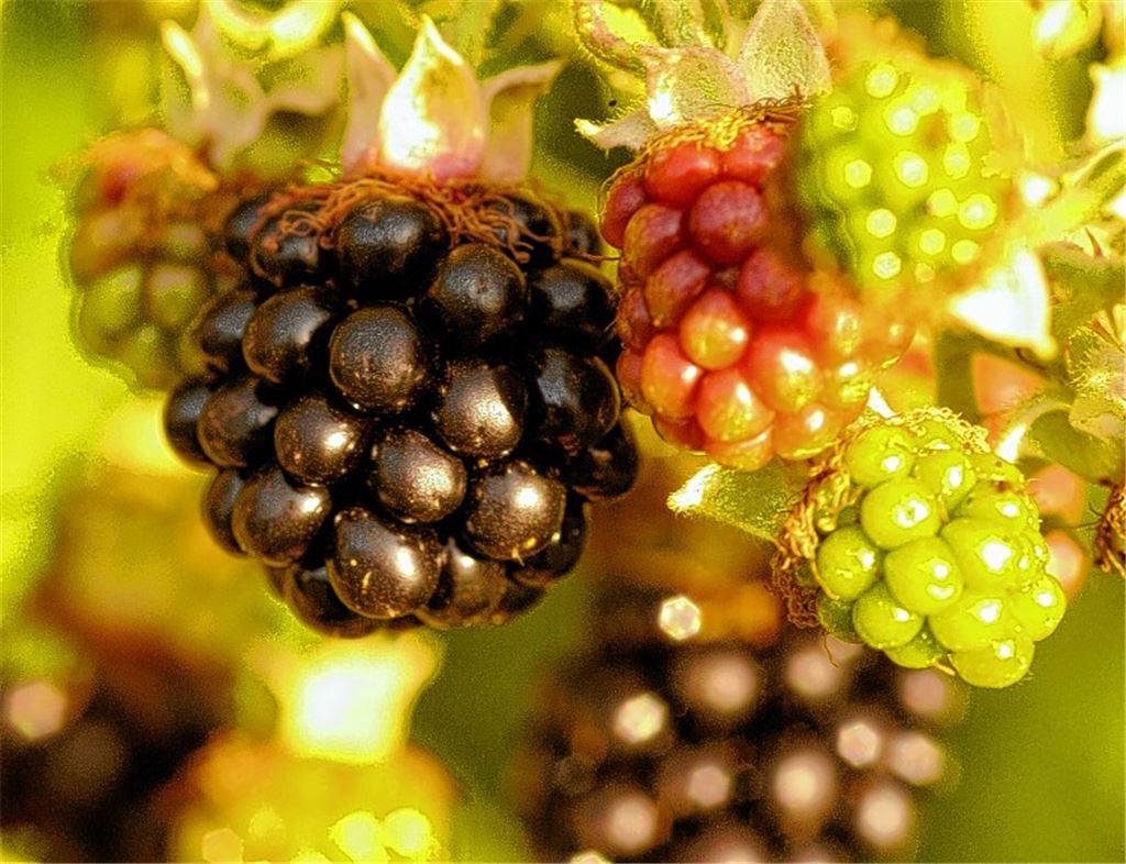 Brombeeren machen Appetit auf eine vitaminreiche Erfrischung.