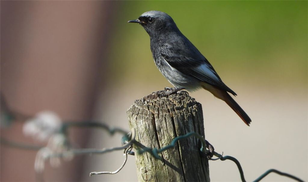 Brutplatz- und Insektenmangel haben dazu geführt, dass die Zahlen für den Hausrotschwanz rückläufig waren. Foto: Jason Bosch