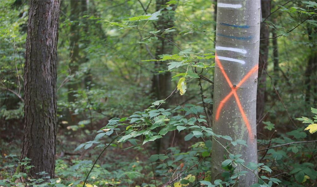 Buche ade: Forstrevierleiter Ulrich Klotz ist überzeugt, dass man sich von dieser Baumart in der Region Maulbronn verabschieden muss. „Wir brauchen Mittelmeerbäume.“ Symbolfoto: Disselhoff/Archiv