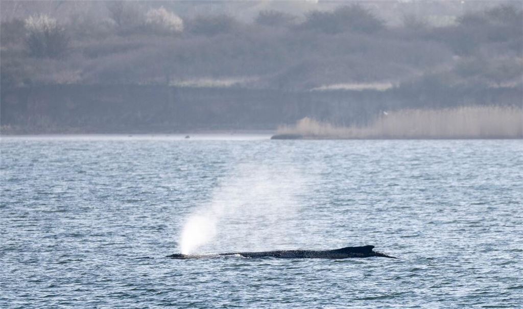 Buckelwal „Timmy“ ist zu einem Medienereignis geworden.