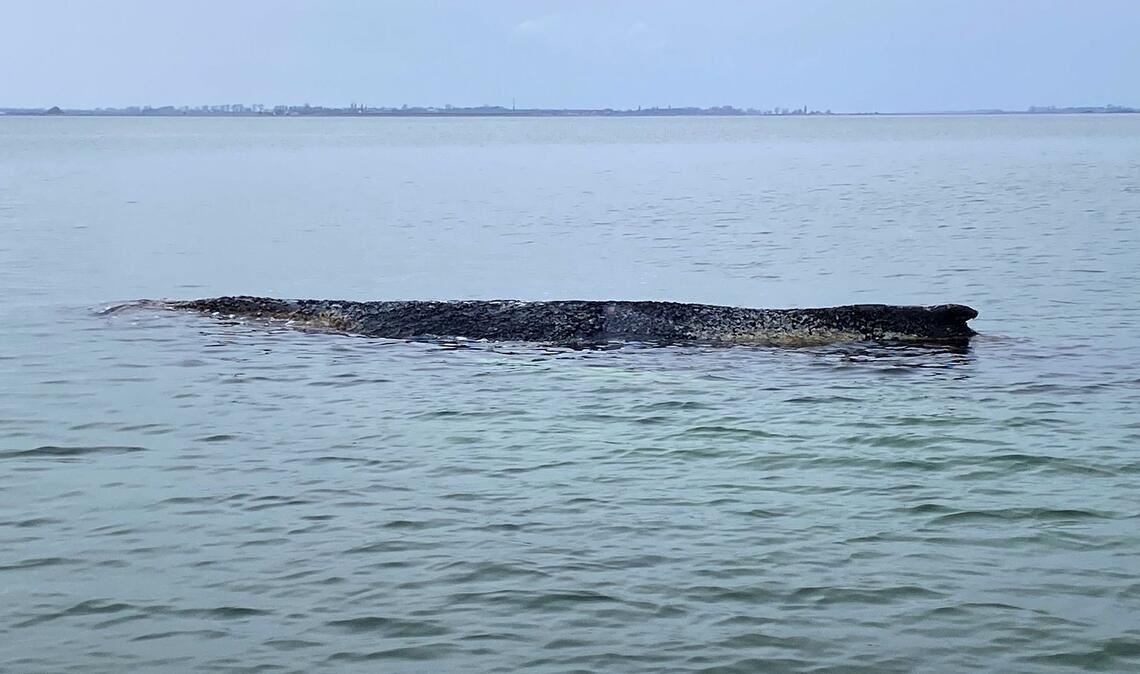 Buckelwal erneut gestrandet