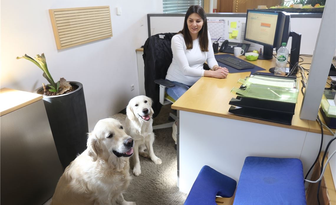 Bürohunde können, so heißt es oft, zu einer guten Atmosphäre beitragen.Fotos: Huber