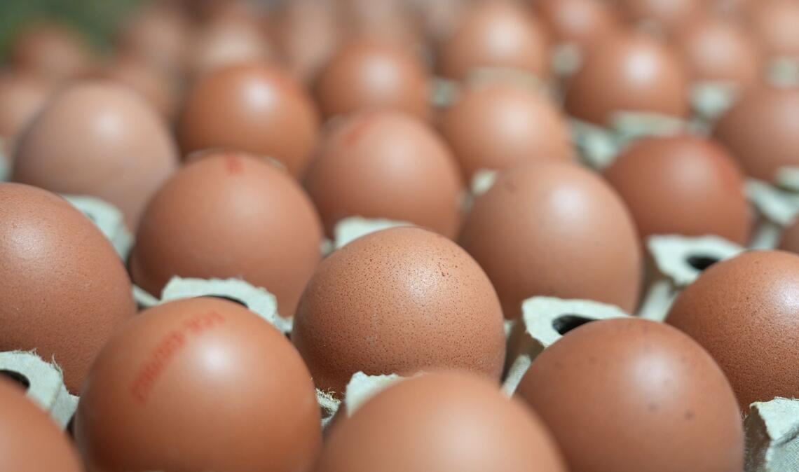 Bundesweit wurden im vergangenen Jahr rund 13,7 Milliarden Eier erzeugt.