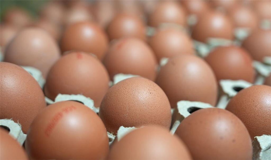 Bundesweit wurden im vergangenen Jahr rund 13,7 Milliarden Eier erzeugt.