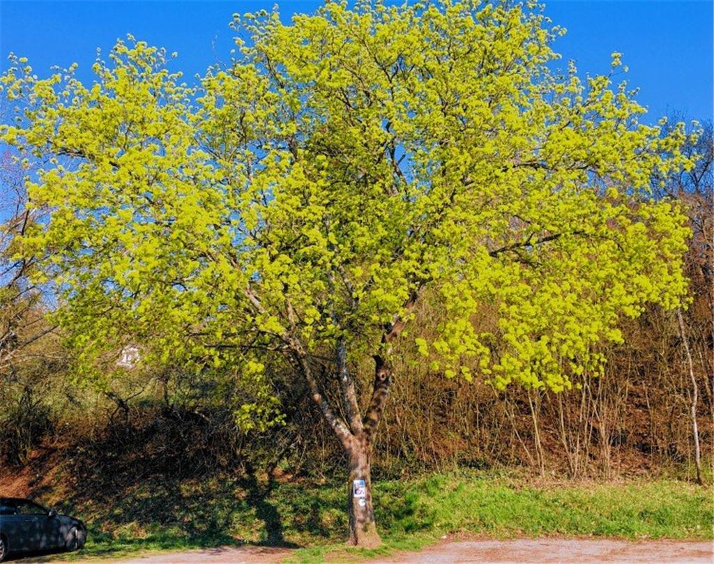 Frühlingsgefühle