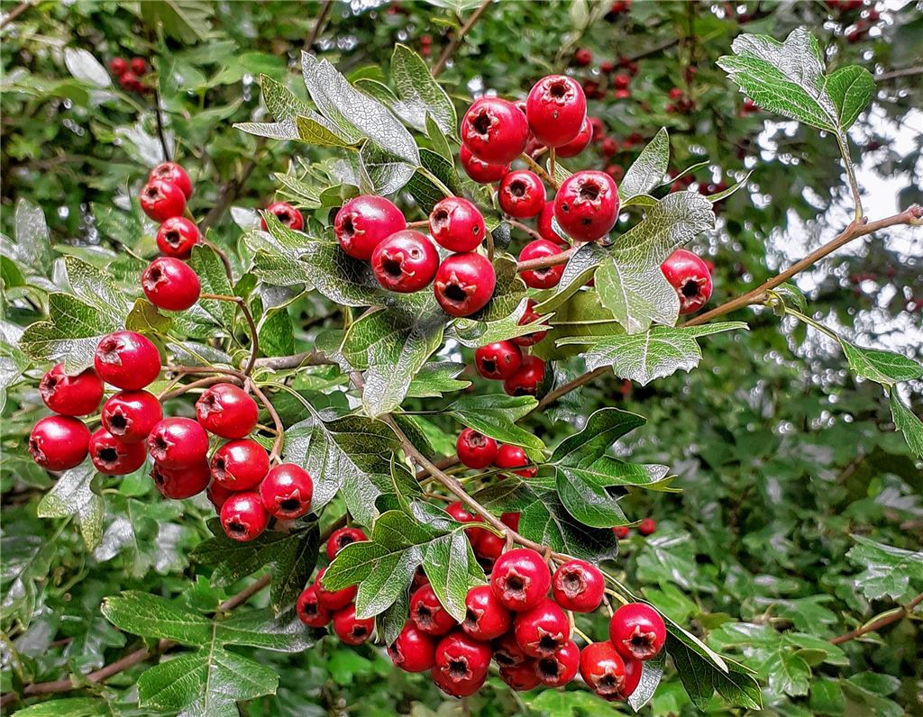 Bunter Gruß für alle, die heute Geburtstag haben, von Mary Fischer aus Illingen.