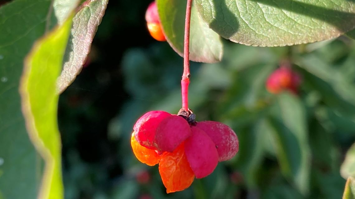 Bunter Gruß für alle, die heute Geburtstag haben, von Rolf-Helmut Strobel aus Ölbronn-Dürrn.