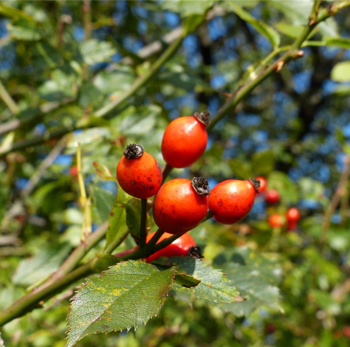 Bunter Gruß für alle, die heute Geburtstag haben, von Willi Günster.