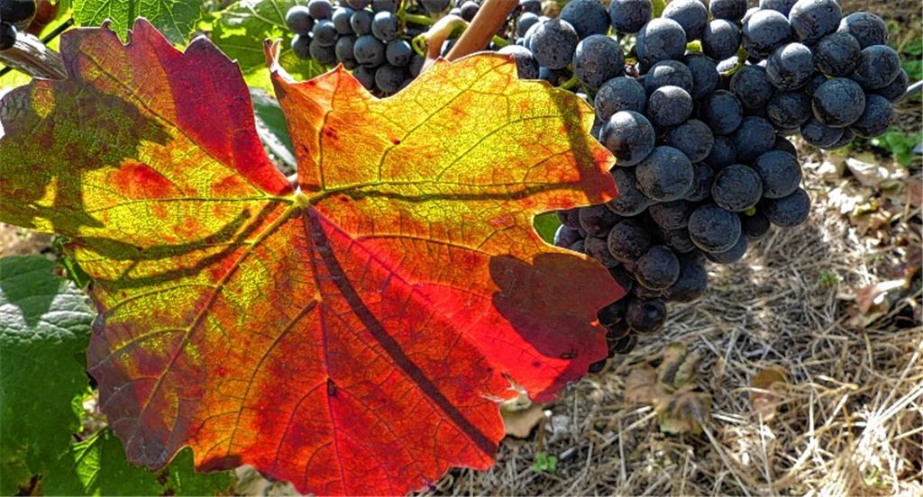 Herbstfarben