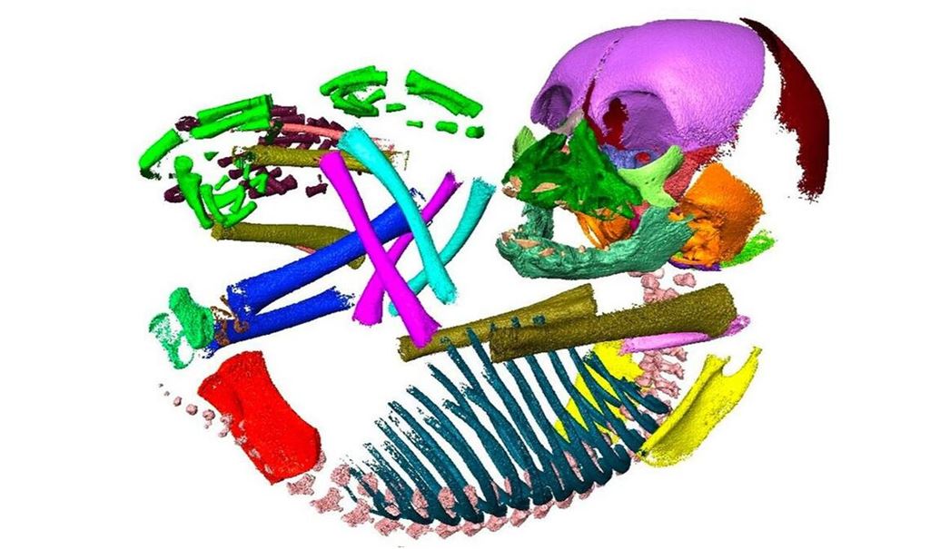 CT Scan embryonaler Schimpansen: Bei der Studie spielt die Analyse von mehr als 120 embryonalen Gewebeproben von Menschen und anderen Primatenarten eine große Rolle.
