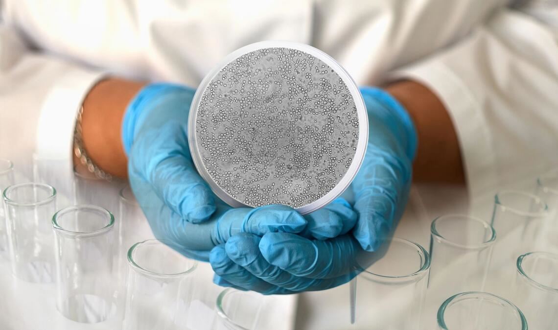 Candida albicans  ist ein Pilz der Candidagruppe, die den Hefepilzen zugeordnet wird.  Dieser Pilz ist  beim Menschen häufig auf den Schleimhäuten von Mund und Rachen und im Genitalbereich sowie im Verdauungstrakt zu finden.