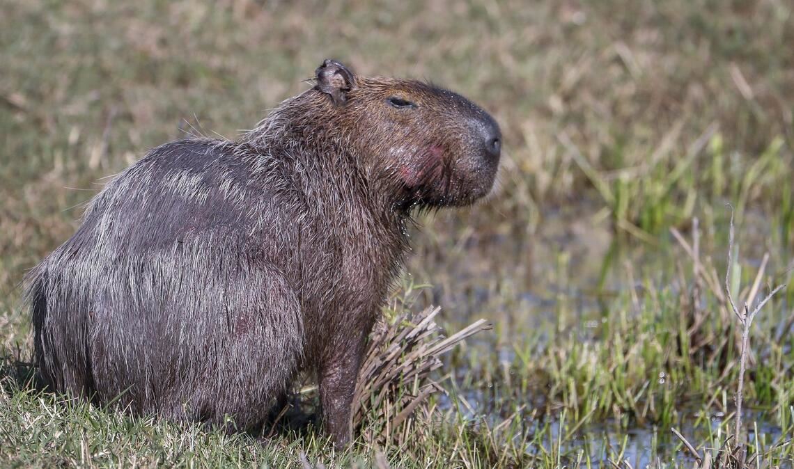 Capybara und andere Wildtiere wurden bei der Operation beschlagnahmt. (Archivbild)