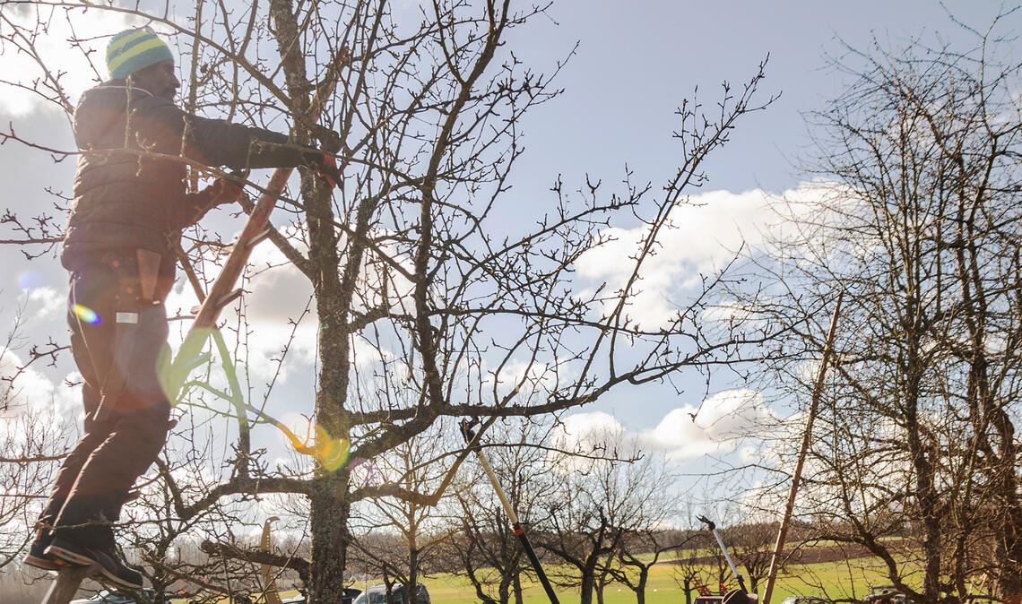 Chandran Appu und Jutta Heugel-Appu (v. li.) aus Mühlacker helfen als Obstbaumfachwarte mit, Bäume auf einem städtischen Grundstück in Form zu bringen. Foto: Fotomoment