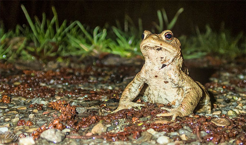 Chercher la femme: Kröte, Unke, Frosch und Kollegen sind in diesen Tagen wieder auf Braut- und Bräutigamschau. Foto: Gerold Vitzthum