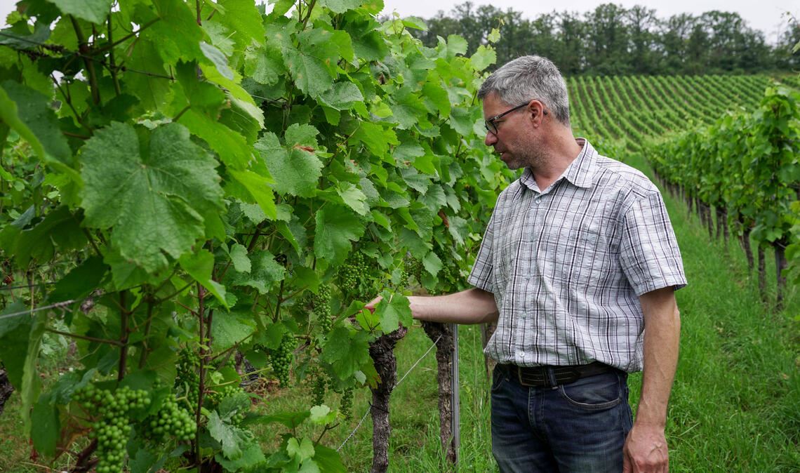 Christian Häußermann hat den Mehltau in seinen Weinbergen im Griff. Fotos: Recken