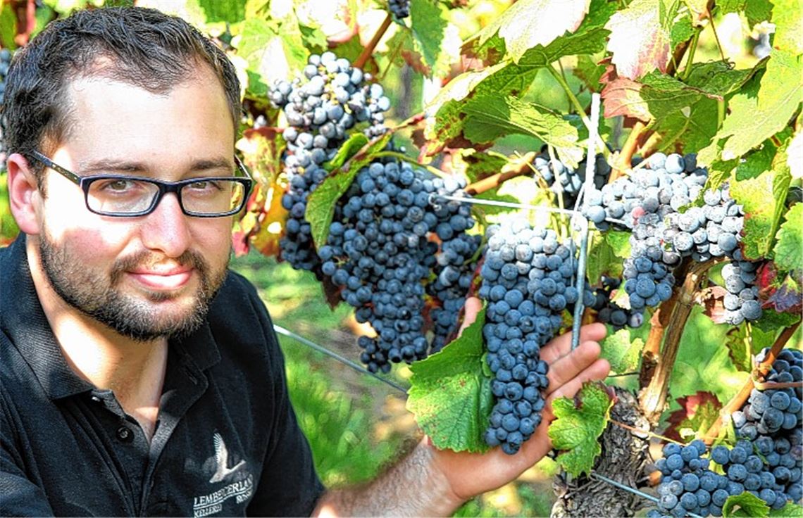 Christoph Kaiser ist stolz auf die tiefblauen Trauben in den Steillagen hoch über der Enz im „Lembergerland“. In den Roßwager „Stäffele“ wuselte es zuletzt nur so von Erntehelfern.Fotos: Kollros
