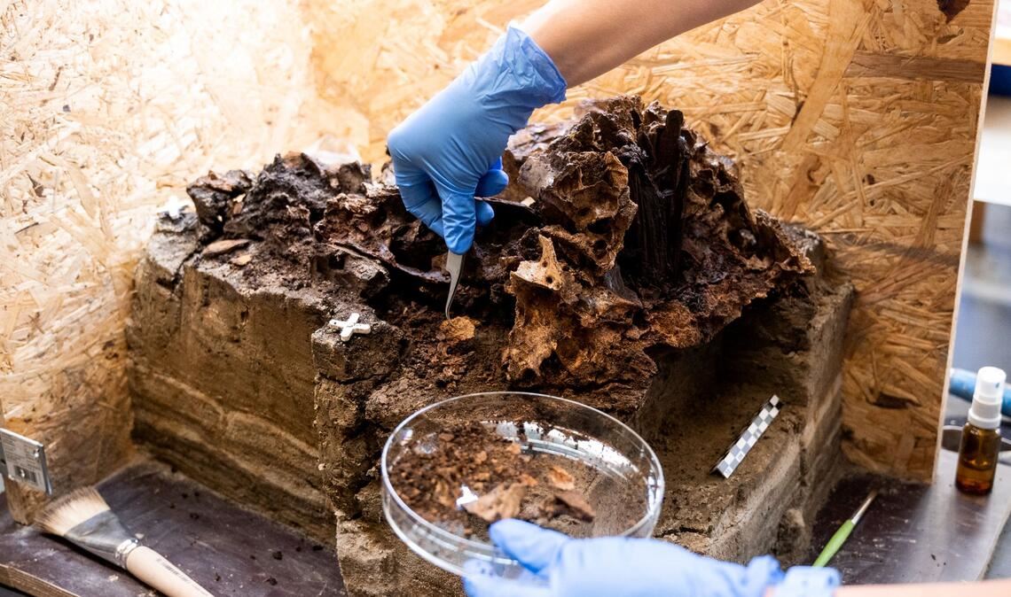 Corinna Mayer, Restaurateurin, untersucht in der Restaurierungswerkstatt vom Schloss Gottorf einen rund 10.500 Jahre alten Auerochsenschädel. Der Fund aus dem Duvenseer Moor mit einem Holzpflock gibt Archäologen Rätsel auf.