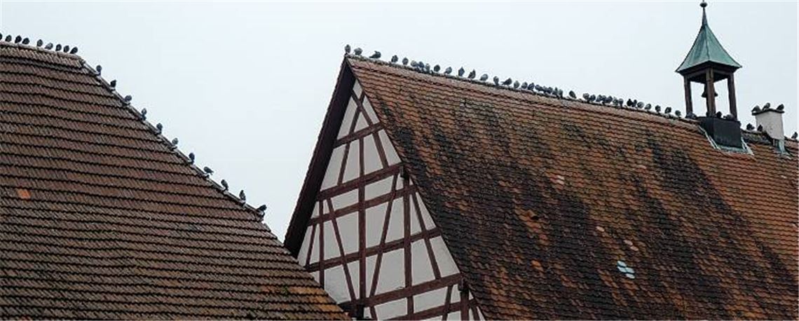 DIe Dächer von Rathaus und Kelter in Enzberg sind beliebte Ziele von Tauben. 