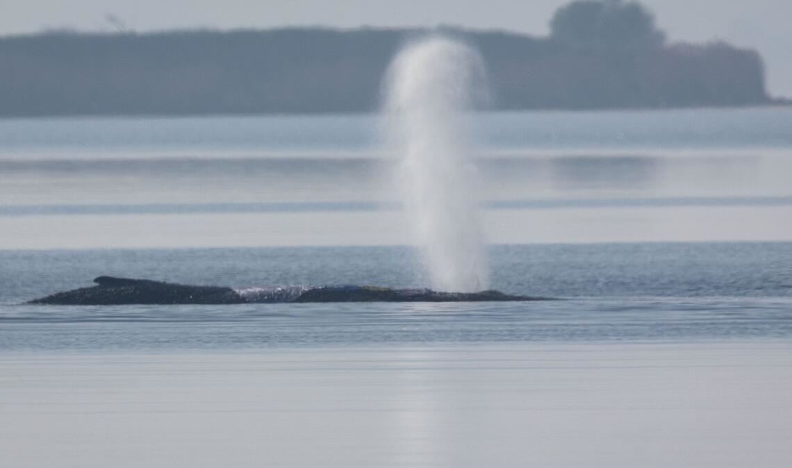 Da bläst der Buckelwal vor der Insel Poel.