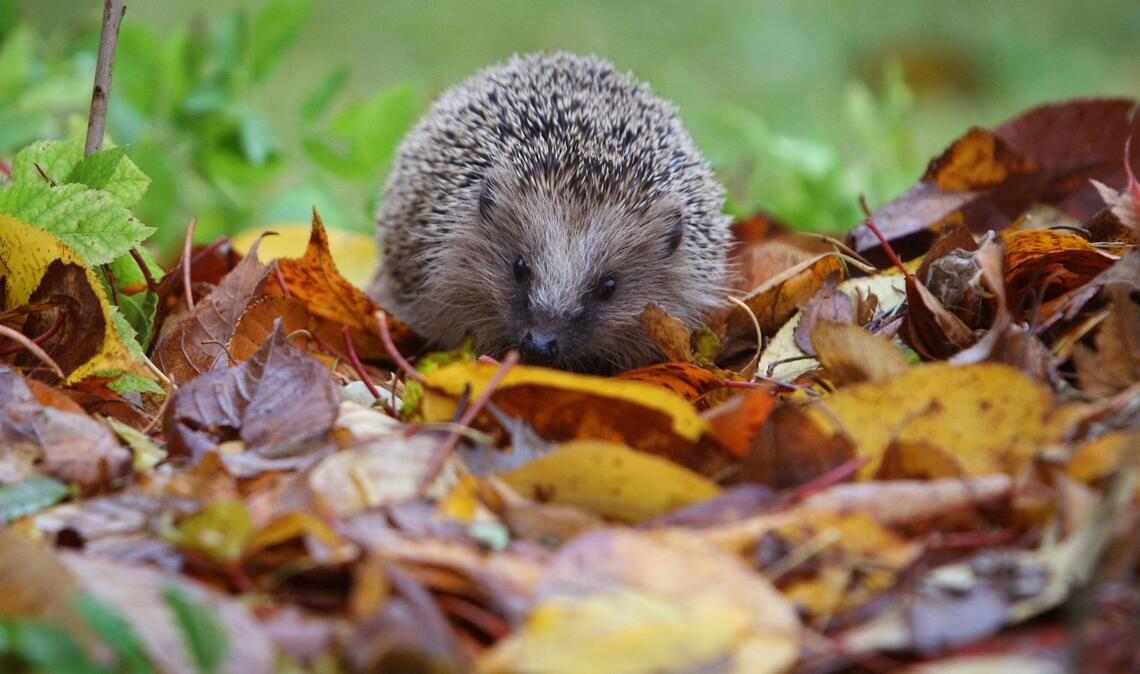 Damit Igel sich wohlfühlen, braucht es mehr als einen Laubhaufen im Winter. (Archivbild)