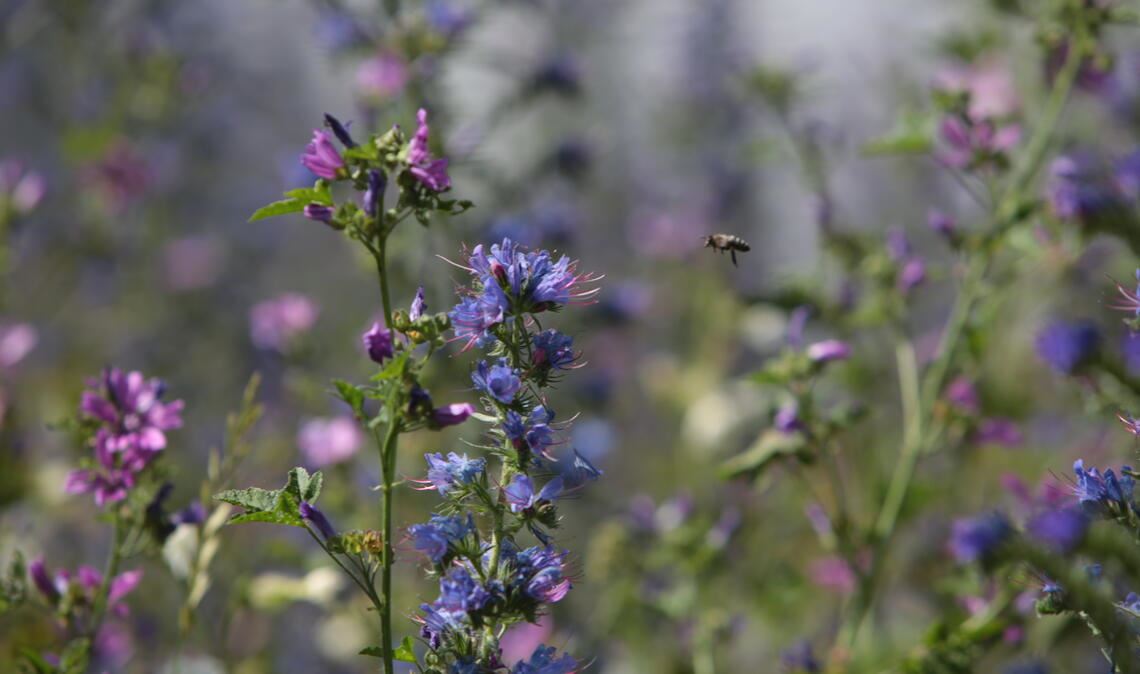 Damit es weiterhin blüht, summt und brummt: Landwirtschaft und Artenschutz können Hand in Hand gehen, sind Experten überzeugt. Fotos: Archiv/Naturparkzentrum Zaberfeld